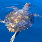 Reggio Calabria, a Caretta Caretta rescued and 150 kg of fish seized on the Ionian coast
