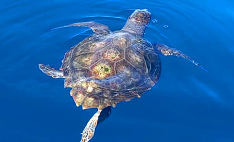 Reggio Calabria, a Caretta Caretta rescued and 150 kg of fish seized on the Ionian coast