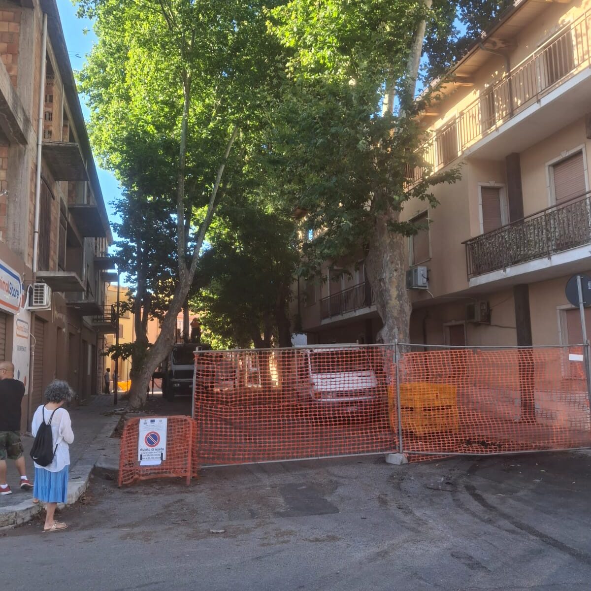The ash trees of Viale della Rimembranza in Pellaro