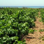 The climate in Calabria changes, agriculture adapts: avocados in the plains and grapes in the hills