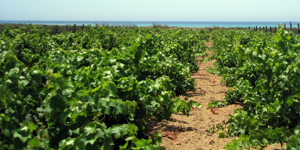 The climate in Calabria changes, agriculture adapts: avocados in the plains and grapes in the hills