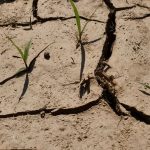 Water emergency, MIT's maxi plan: 709 million assigned to Sicily and 114 to Calabria