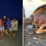 Rescue of a caretta caretta turtle in Torretta di Crucoli: the joint intervention of swimmers and WWF