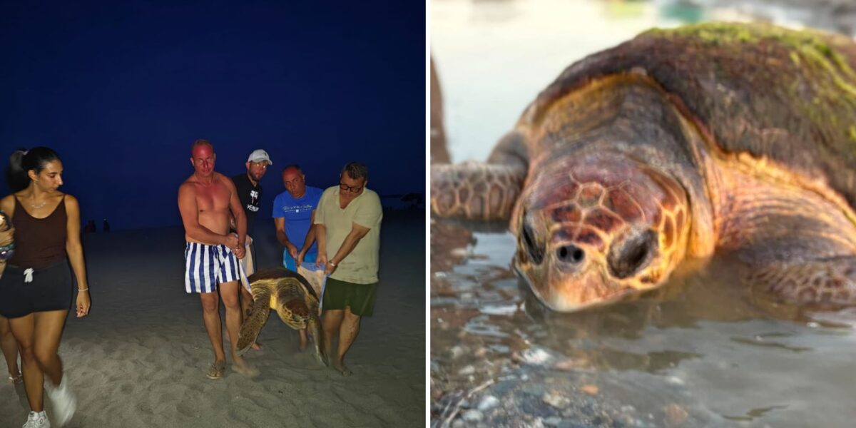 Rescue of a caretta caretta turtle in Torretta di Crucoli: the joint intervention of swimmers and WWF
