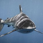 Sharks, the risk of viral videos: three creators bitten in one year