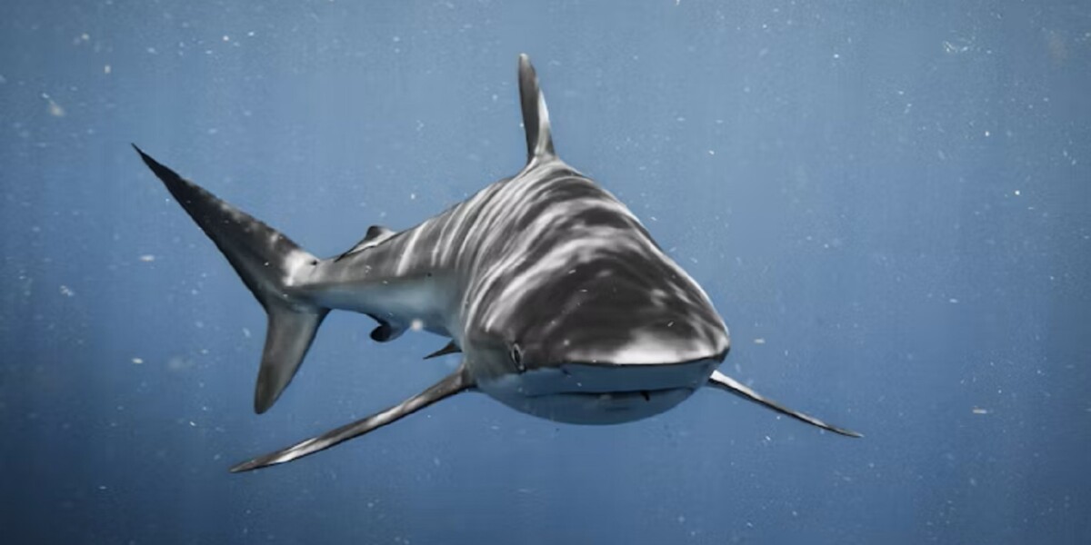 Sharks, the risk of viral videos: three creators bitten in one year
