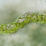 The "meat-eating" bacterium does not cause any alarm in the Sicilian seas