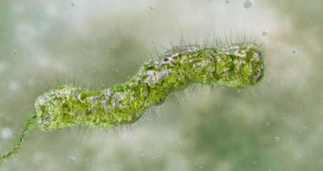 The "meat-eating" bacterium does not cause any alarm in the Sicilian seas