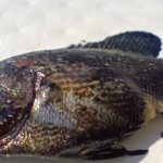 Exceptional discovery in Crotone: a leaf fish, a rare and non-native species in the Mediterranean, captured at Capo Colonna