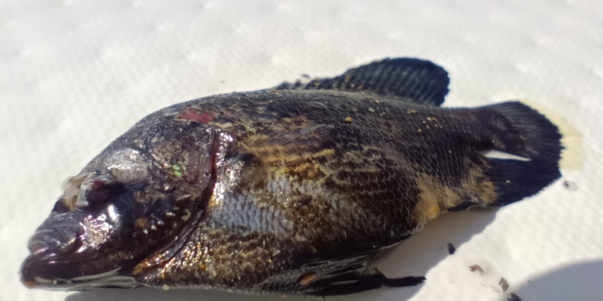 Exceptional discovery in Crotone: a leaf fish, a rare and non-native species in the Mediterranean, captured at Capo Colonna