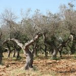 Xylella in Calabria, Barbuto (M5S): «Only 300 thousand euros to stop the epidemic: it's a drop in the ocean, we need real funds and hiring»