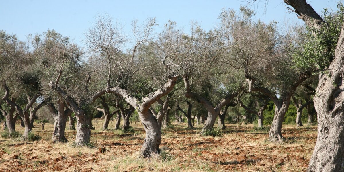 Xylella in Calabria, Barbuto (M5S): «Only 300 thousand euros to stop the epidemic: it's a drop in the ocean, we need real funds and hiring»