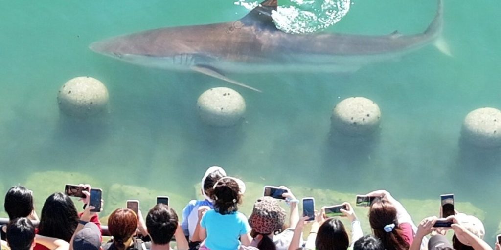 A shark stuck in a South Korean canal attracts 600,000 visitors