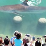A shark stuck in a South Korean canal attracts 600,000 visitors