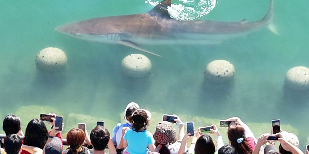 A shark stuck in a South Korean canal attracts 600,000 visitors
