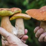 Buried in a mushroom coffin: this is how the new ecological trend in funerals tested in Australia works