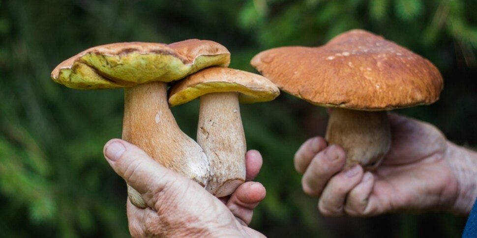 Buried in a mushroom coffin: this is how the new ecological trend in funerals tested in Australia works
