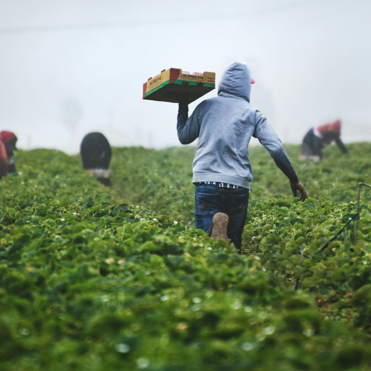 labourers, gangmastering, agriculture