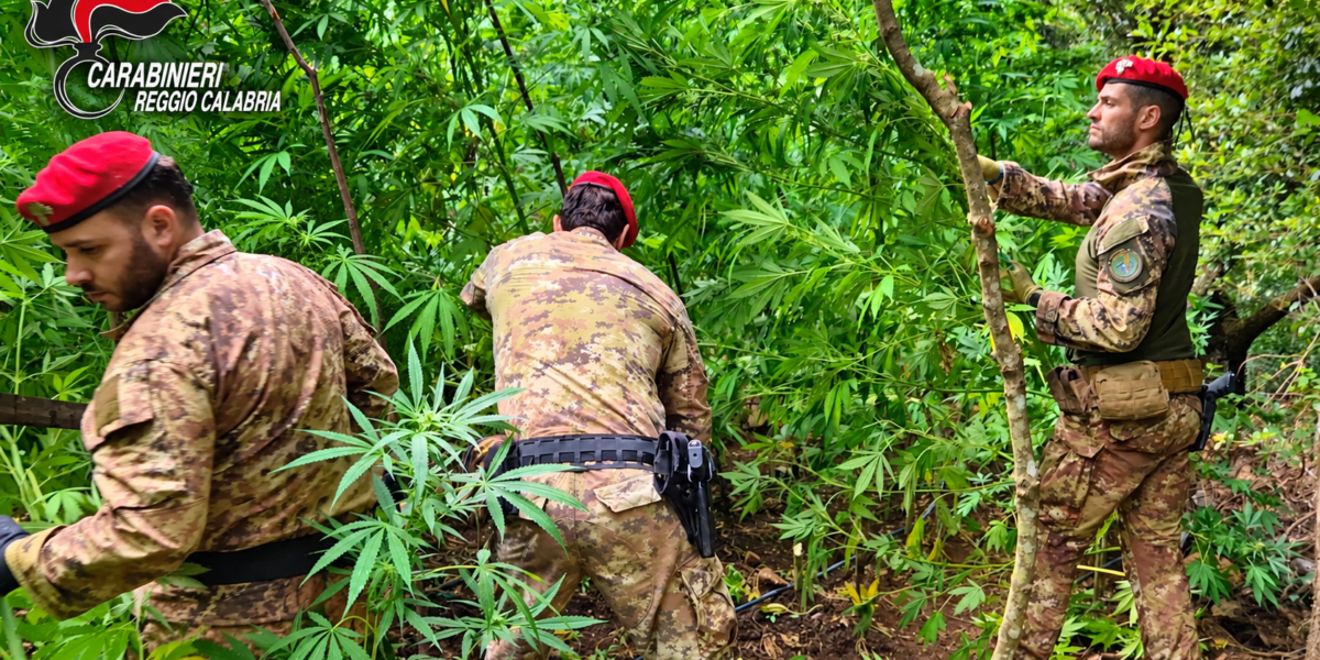 Indian hemp up to 4 meters high in the pre-Serre woods: over 2330 plants discovered, a 2 million blow to the Locride mafias VIDEO