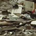 Messina, the kingdom of mice has been established in via Summer Seminar VIDEO