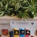 Petilia Policastro, cultivation and possession for the purpose of dealing narcotic substances. A 45-year-old reported