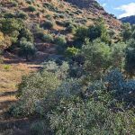Roccabernarda, twelve olive trees cut down by the engineer Galatà. Mayor Foresta: «Serious gesture»