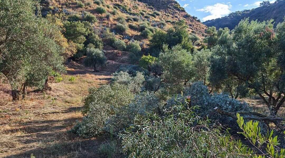 Roccabernarda, twelve olive trees cut down by the engineer Galatà. Mayor Foresta: «Serious gesture»