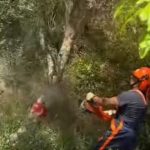 Xylella in Calabria, eradication of plants in the infected area underway