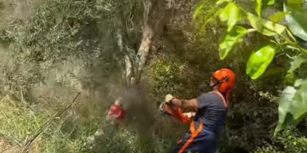 Xylella in Calabria, eradication of plants in the infected area underway