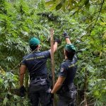 Anti-drug operation in Calabria: the Catanzaro Financial Police discovers 19 marijuana plantations. Seizures for over 8 million