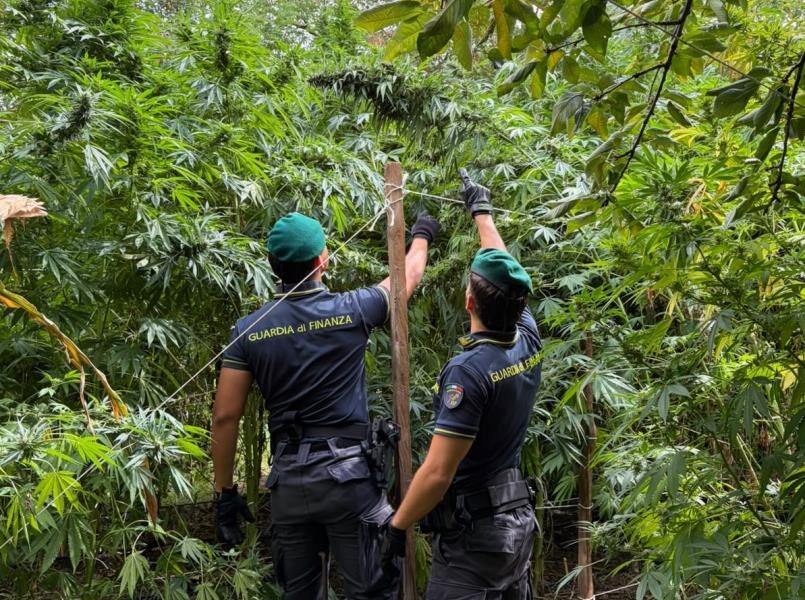 Anti-drug operation in Calabria: the Catanzaro Financial Police discovers 19 marijuana plantations. Seizures for over 8 million