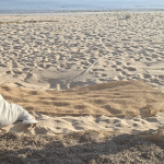 Capo Rizzuto Island, Posidonia becomes a resource for the dunes: the project on the Sovereto and Saraceno beaches