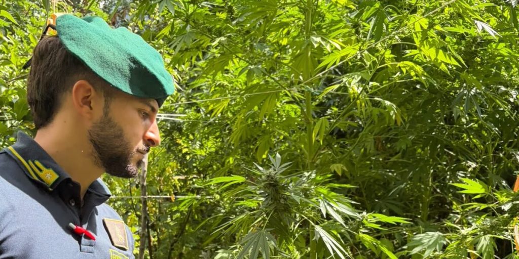 Drugs in Reggino, plantations worth 7 million euros discovered: over 4,500 marijuana plants seized