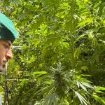 Drugs in Reggino, plantations worth 7 million euros discovered: over 4,500 marijuana plants seized