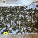 He had over 8 kilos of marijuana available in a house, an arrest in Sinopoli