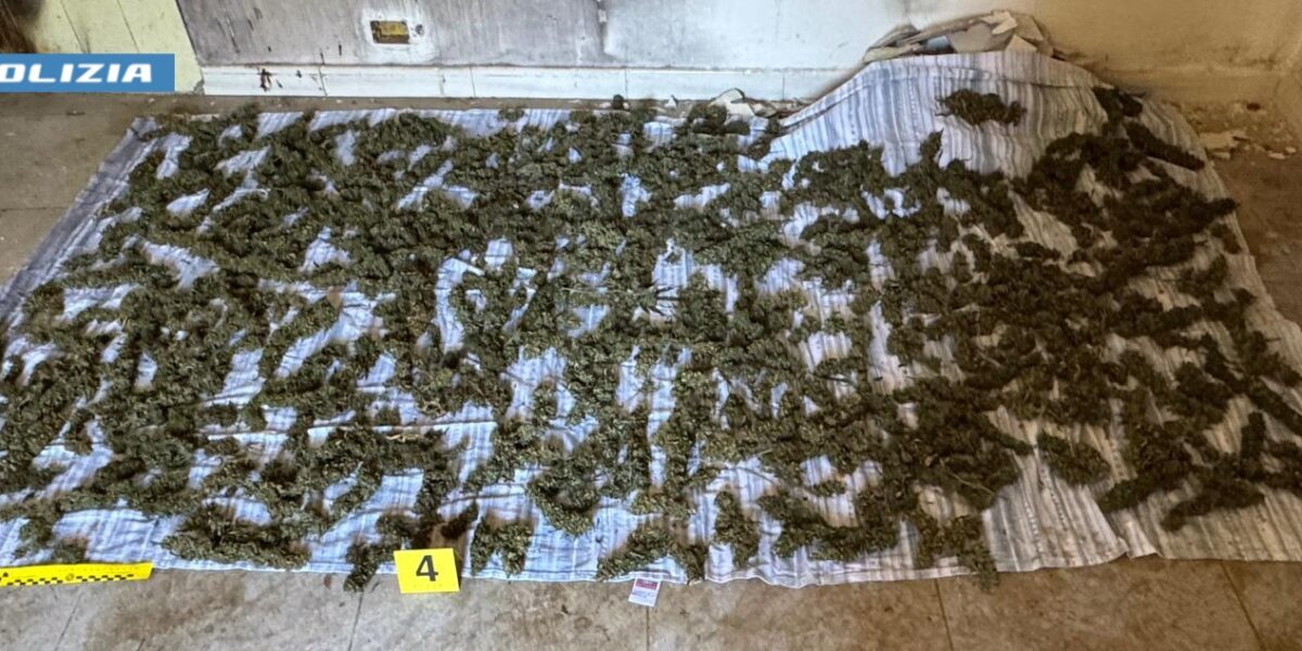 He had over 8 kilos of marijuana available in a house, an arrest in Sinopoli