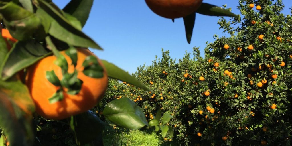 In Calabria, goods are starting to travel again but the damage is being seen in the fields
