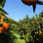 In Calabria, goods are starting to travel again but the damage is being seen in the fields