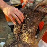 Terna works in the Strait, a Greek-Italic amphora dating back to the 2nd century BC was found