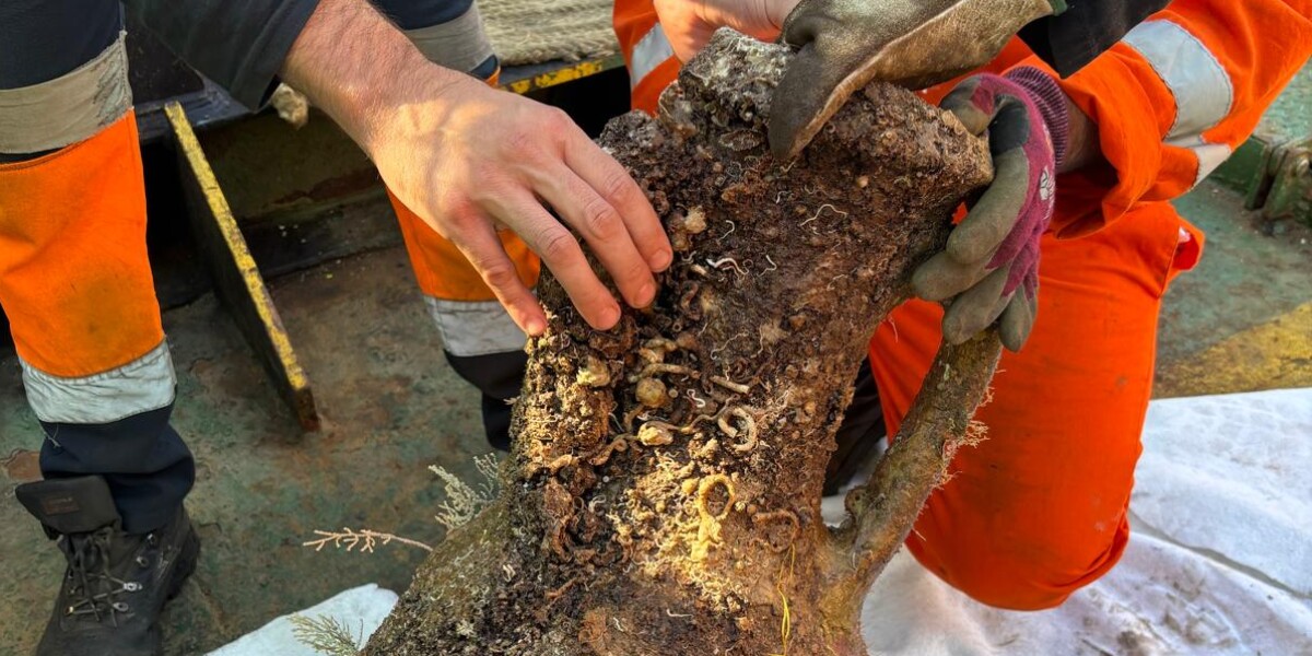 Terna works in the Strait, a Greek-Italic amphora dating back to the 2nd century BC was found