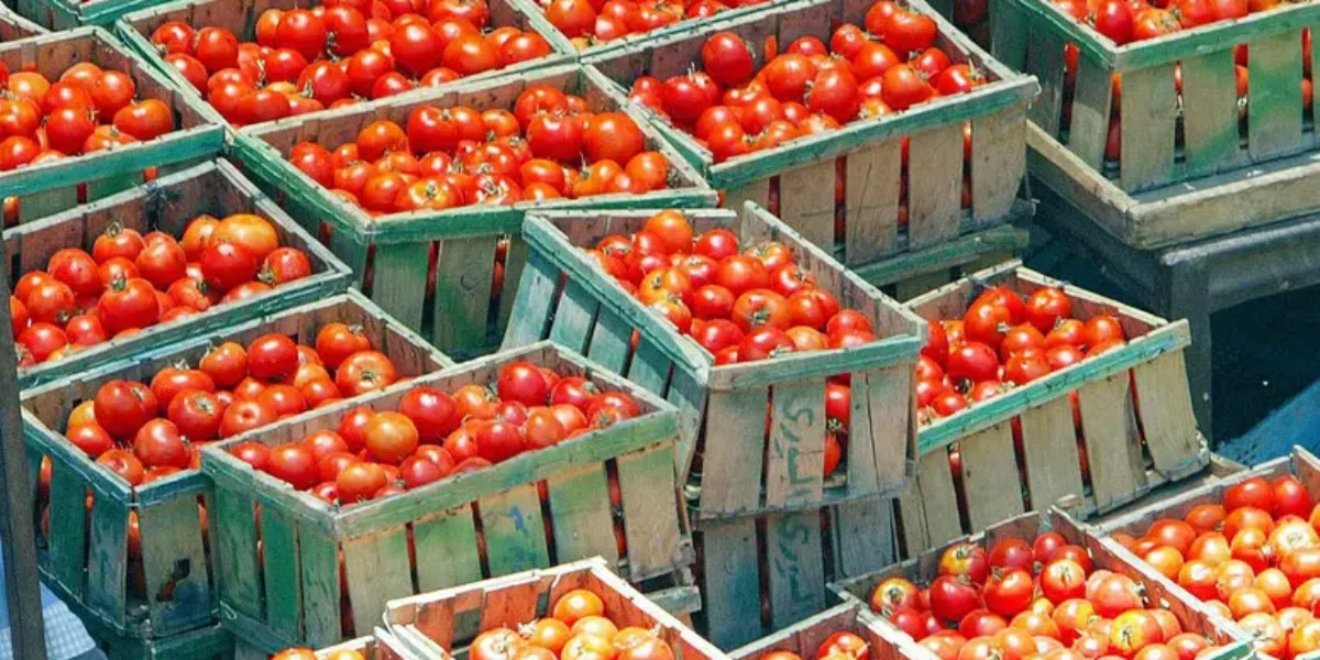 Truck blocks, alarm in the Gioia Tauro plain: «Fruit and vegetables at risk of pulping, an entire year at stake»